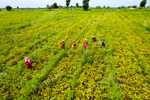 Preview: Aerial view of Green soybean field in India.