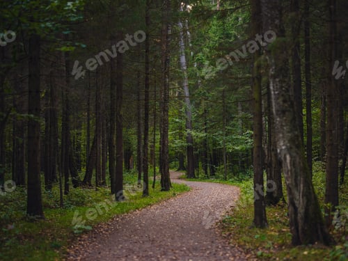 Preview: traditional forest of central Russia, summer sunset