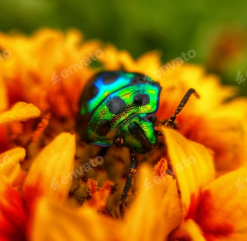 Preview: A Colorful Bug
