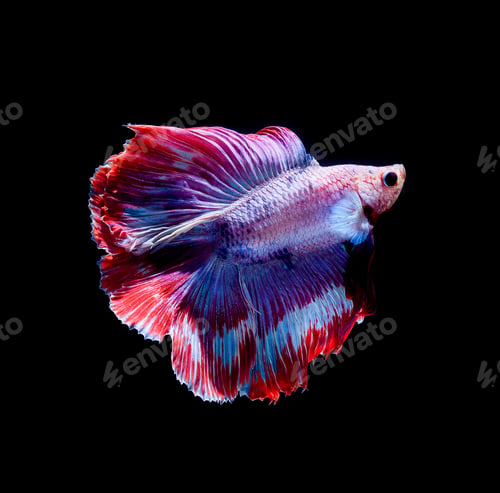 Preview: Betta fish, siamese fighting fish, betta splendens isolated on black background