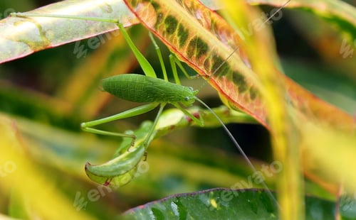 Preview: the green mantisce looks like a praying insect with his eyes closed