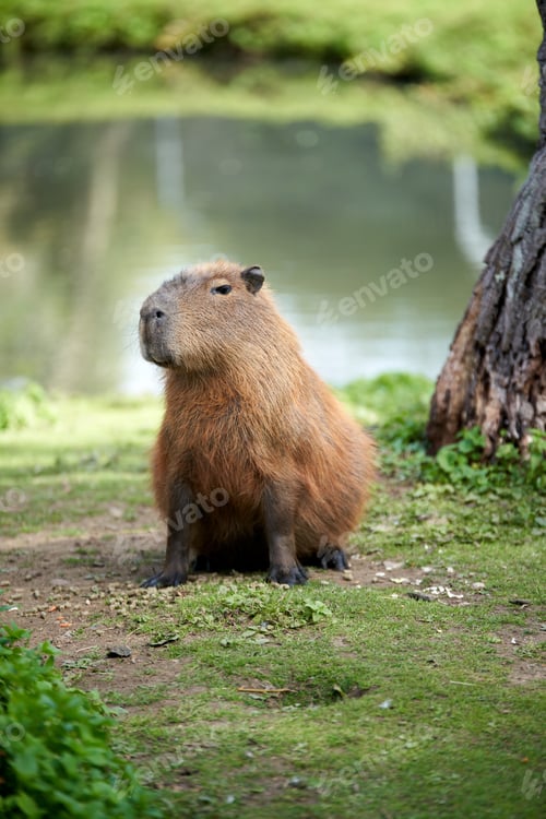Preview: Brown capybara sitting by the lake at the zoo