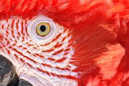Preview: Closeup of a Scarlet Macaw