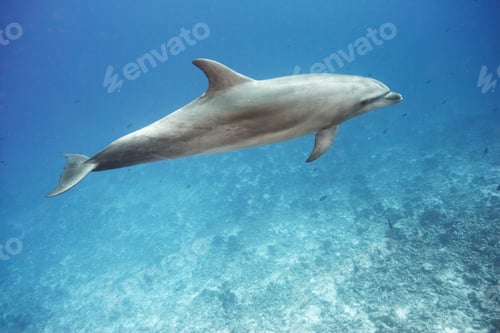 Preview: Bottlenose dolphin swimming in ocean