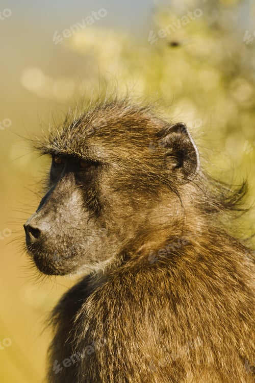 Preview: Monkey