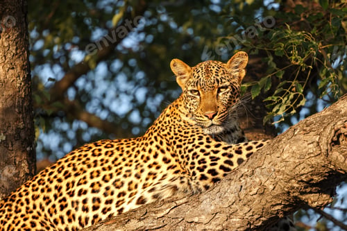 Preview: Leopard, Panthera pardus, female resting on a thick tree branch, lit by warm golden sunlight
