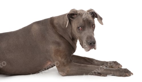 Preview: Great Dane Dog with Sad Face