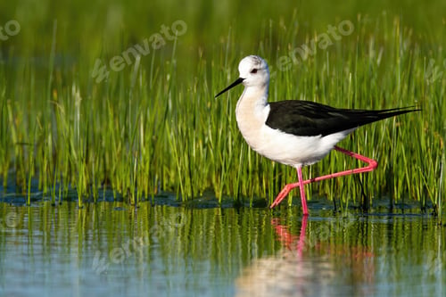 Preview: Elegant black-winged stilt walking in wetland environment at sunrise