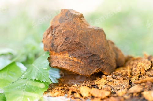Preview: gathered and foraged cleaned chaga mushroom birch tree fungus for brewing tea. alternative medicine