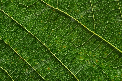 Preview: close up of green leaf