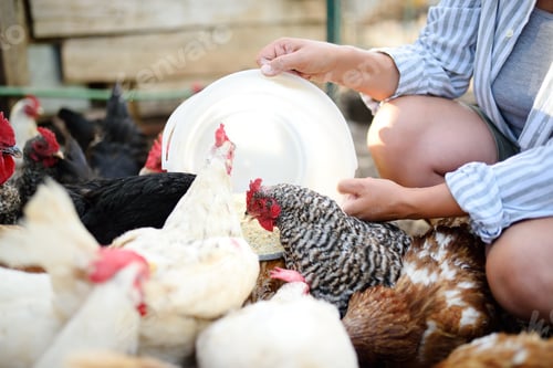 Preview: Female farmer feeding chickens from bio organic food in the farm chicken coop.