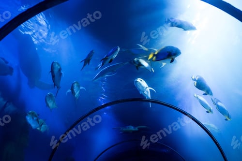 Preview: fishes swimming under water in aquarium with blue lighting