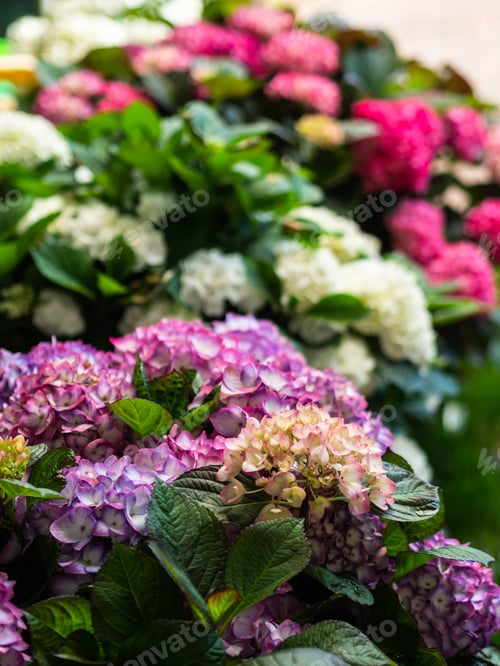 Preview: Pink, purple and white hydrangea flowers on counter in store.