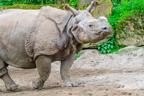 Preview: Close-up of a Rhinoceros with a Cut-off Horn, Protecting Animals from Poachers, concept
