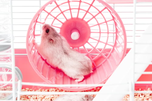 Preview: A playful hamster runs energetically on its wheel inside a bright, colorful cage