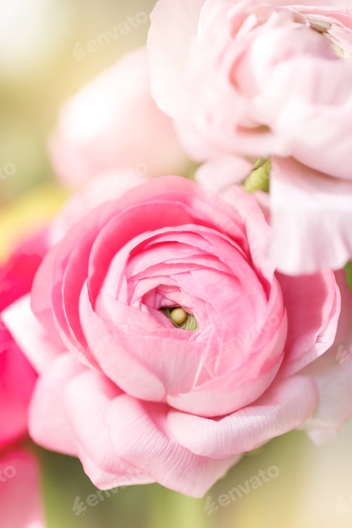 Preview: Soft Pink Ranunculus Blossom in Gentle Sunlight