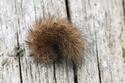 Preview: Closeup of the hairy caterpillar of the European, ruby, tiger moth, Phragmatobia fuliginosa