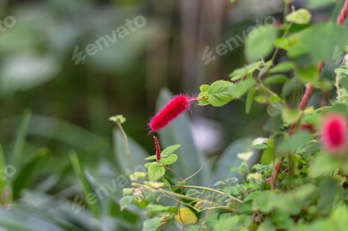 Preview: bloom flower Akalifa or Foxtail, Acálypha, red spicate inflorescence, selective focus