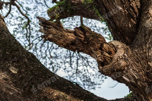 Preview: Branches of big samanea saman trees with sky background