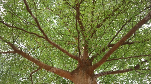 Preview: Terminalia neotaliala