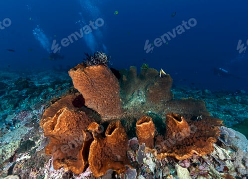 Preview: Indonesia, Bali, Nusa Lembonga, Nusa Penida, divers and brown vase sponge, Callyspongia sp.02