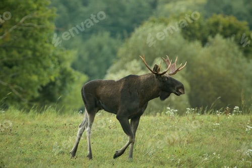 Preview: Buul Moose ( Alces alces)