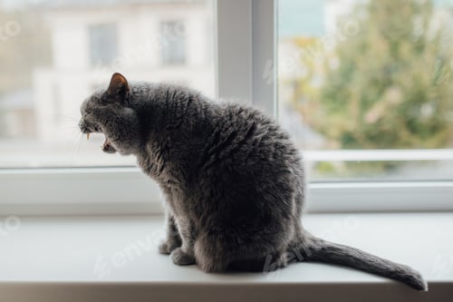 Preview: Adorable British Shorthair cat sitting on windowsill and yawning