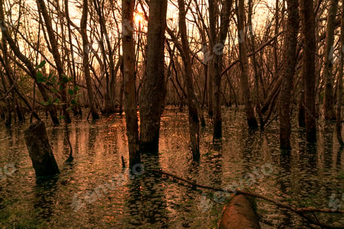 Preview: Flood forest and dead tree problems from climate change. Environmental topics background. Concept