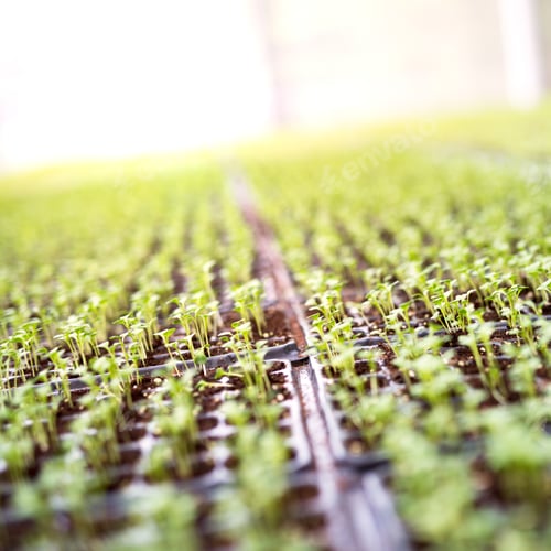 Preview: Organic vegetables
