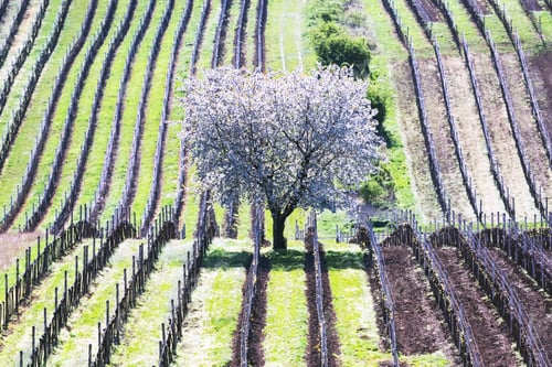 Preview: Amazing Spring Landscape With White Blossoming Cherry Tree