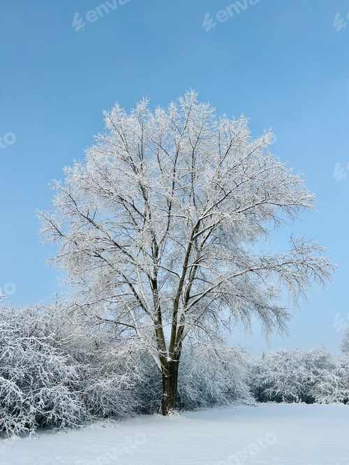 Preview: Winter