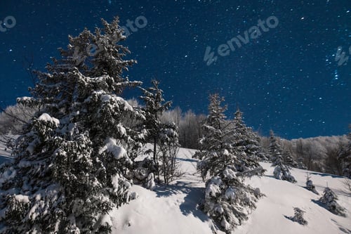 Preview: Beautiful nature starry sky with snowy fir
