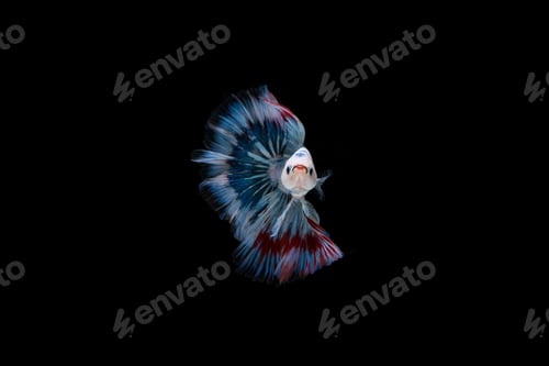 Preview: Beautiful colorful of siamese betta fish