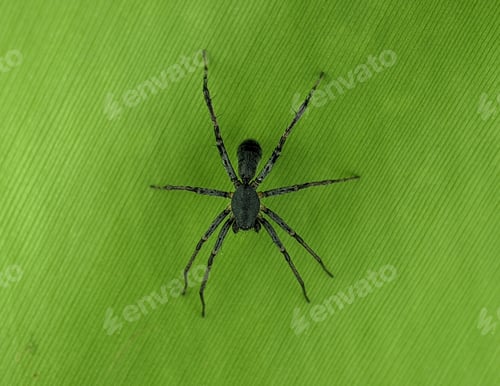 Preview: A black spider is on a green leaf