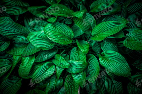 Preview: Nature View Of Green Leaf Background, Dark Wallpaper Concept.