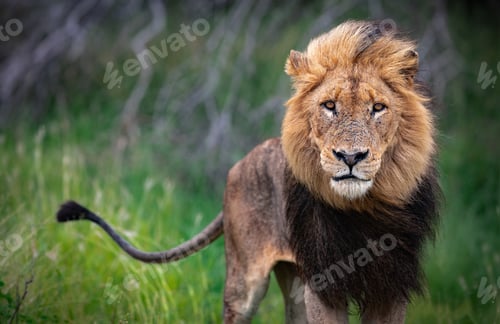 Preview: Dark-maned Lion staring directly at the camera in a lush green Kruger National Park