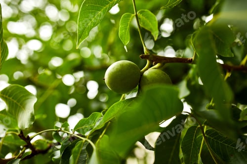 Preview: Walnuts ready to harvest from tree, Green leaves background
