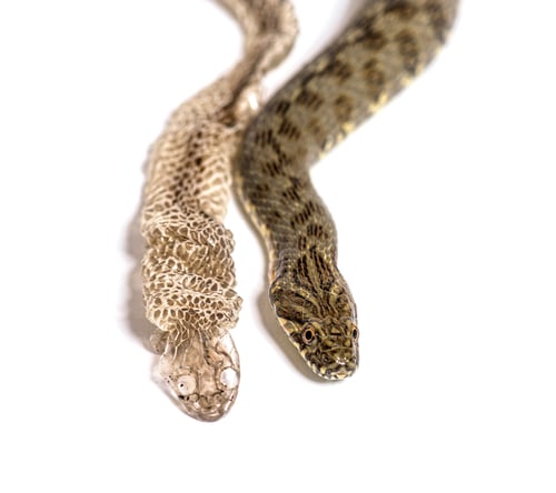 Preview: Viperine water snake, Natrix maura