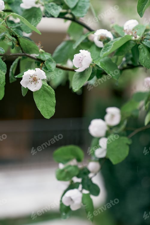 Preview: Blooming quince tree with raindrops on flowers