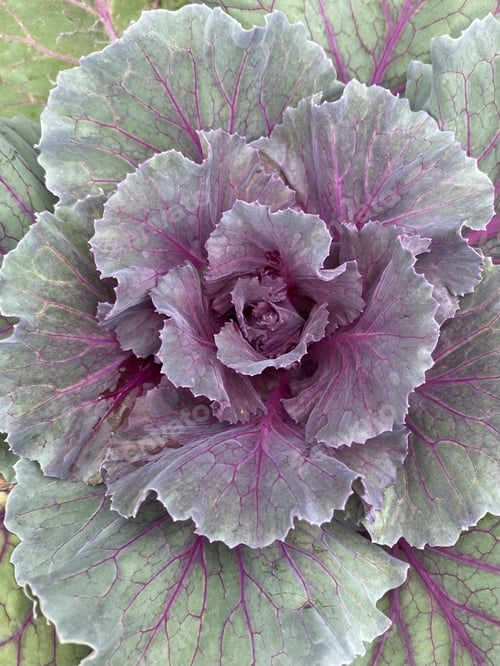 Preview: Full frame purple plant