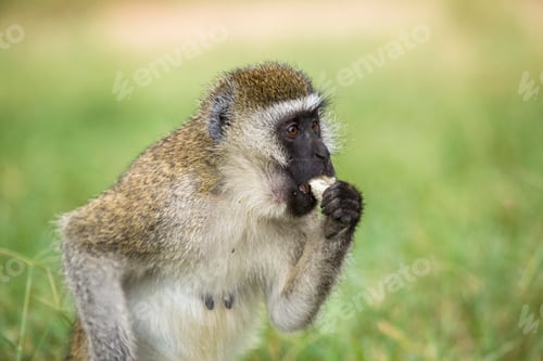 Preview: A black-faced primate eating in Nakuru National Park. Kenya
