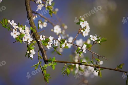 Preview: white flowers blooming on branch, springtime
