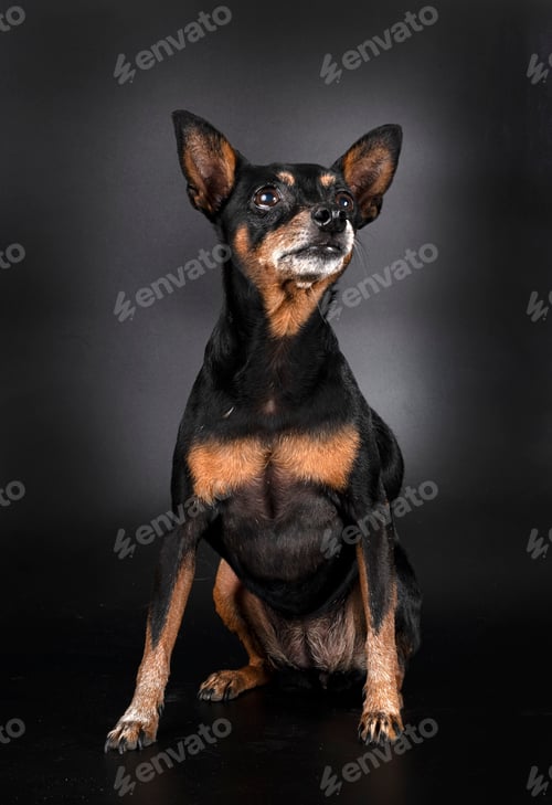 Preview: miniature pinscher in studio