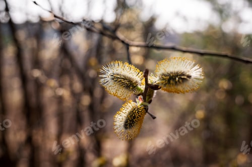 Preview: Willow Salix caprea branches with buds blossoming in early spring
