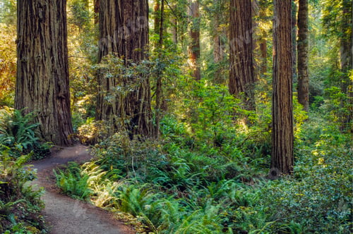 Preview: 53808,Dirt path in forest