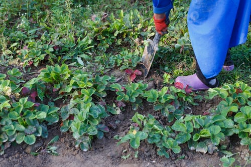 Preview: Woman weed the weeds of strawberry in the field, work process
