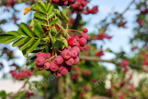 Preview: Rowan berries hanging on branch in summer sunlight