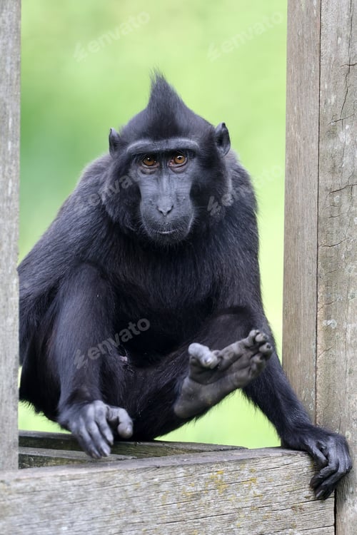Preview: Crested Macaque (Macaca Nigra) in natural habitat