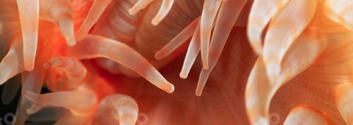 Preview: Macro Picture of Orange Plumose Anemone in Pacific Northwest Ocean.