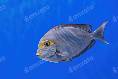 Preview: Underwater shot of fish Acanthurus mata